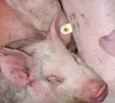 Schweineproduzenten treten auf die Bremse