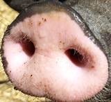 Schweinerssel