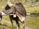 Schweizer Bundesrat untersttzt Manahmen der Milchbranche