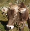 Schweizer Milchproduzenten erhalten nach Boykott mehr Geld 