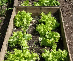 Schwermetalle Salat
