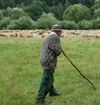 Seltenes Bild in Bayern - Schfer mit seinen Schafen