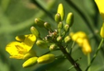 Sensationelle Wende im Fall Percy Schmeiser gegen Monsanto