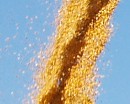 Sieben neue KWS Maissorten durch Bundessortenamt zugelassen
