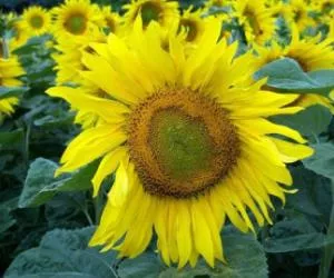 Sonnenblumenanbau Ukraine