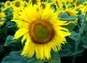 Sonnenblumenanbau 