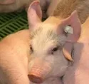 Stammzellen vom Schwein