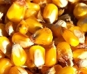Steigende Erntemengen beim Mais