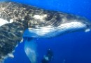 Streit um Jagd auf Buckelwale - Walschtzer frchten um Fangverbot