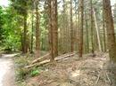 Thringer Forstmter fr vorbildliche Waldarbeit ausgezeichnet