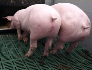 Tierschutz in der Schweinehaltung