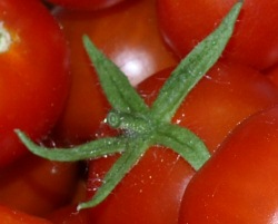 Tomatenkauf