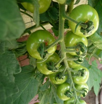 Tomatenpflanzen im Elbeflussbett