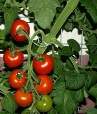 Tomatenproduktion Thringen 2013