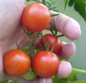 Tomatenschdling