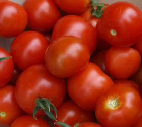 Tomatenschlacht