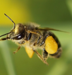 Toom fr Bienenschutz