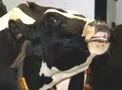 Top-Genetik-Auktion, Internationale Nachzuchtgruppen und Holstein Schau
