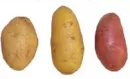 Transgene Kartoffeln
