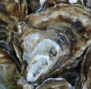 Transsexuell und glibberig: Austern haben Hochsaison