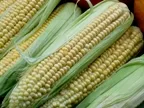 Trotz Anbauverbot fr gentechnisch vernderten MON810-Mais: Landwirte melden Flchen an