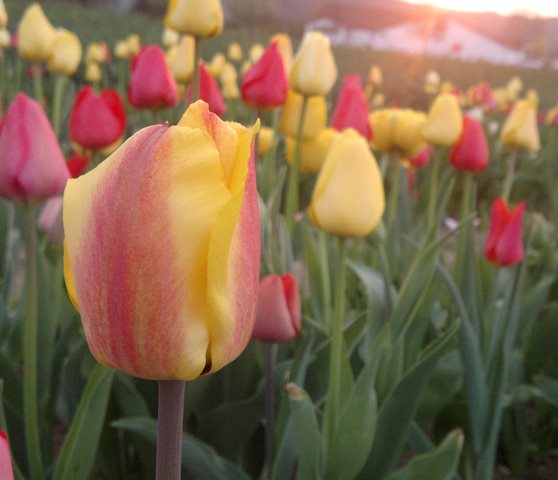 Tulpen fr die Tonne