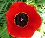 Tulpen fr die Vase
