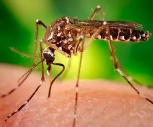 bertrger Zika-Virus