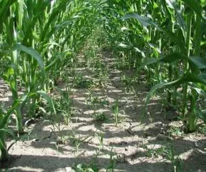 Unkrautbekmpfung im Mais