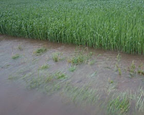 Unwetterschden Landwirtschaft - Hochwasserhilfe