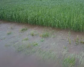 Unwetterschden Landwirtschaft - Hochwasserhilfe