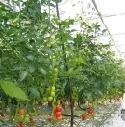 Verrterische Aromen: Pilzbefall an Tomaten macht sich am Geruch bemerkbar