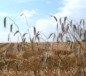 Verregnete Getreideernte in Australien