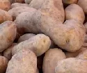 Versuchsanbau Gen-Kartoffeln