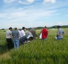 Versuchsfeldtag in Mnzesheim informiert Landwirte ber Sortenwahl und Pflanzenschutz