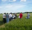 Versuchsfeldtag in Mnzesheim informiert Landwirte ber Sortenwahl und Pflanzenschutz