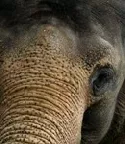 Verwaiste Elefanten brauchen Jahrzehnte fr neue Familiengrndung