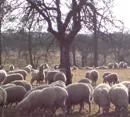 Viehzhlung zum 1. 12. 2009: Stabiler Schweinebestand, Zuwchse bei Schafen und Ziegen