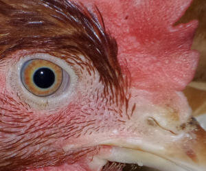Vogelgrippe H5N8