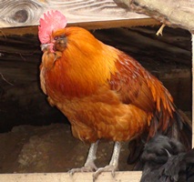 Vogelgrippe