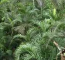 WWF: Regenwaldprogramm legt Grundstein fr Brasiliens Kopenhagenziel 