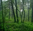 WWF verlangt Waldschutz im Klima-Abkommen