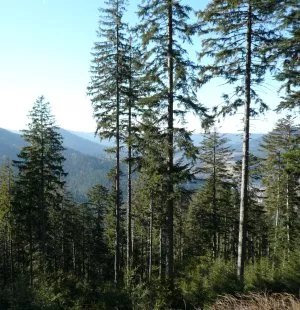 Wald in Baden-Wrttemberg retten