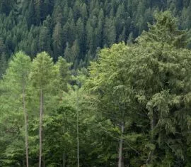 Wald in Baden-Wrttemberg