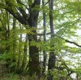 Wald in Rumnien