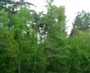 Wald in Sachsen
