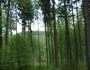 Wald in Thringen