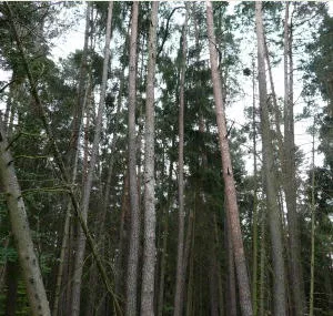 Waldbau in NRW