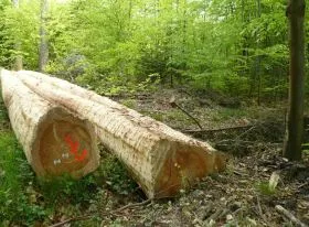 Waldbewirtschaftung Rheinland-Pfalz