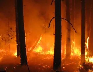 Waldbrnde in Sddeutschland